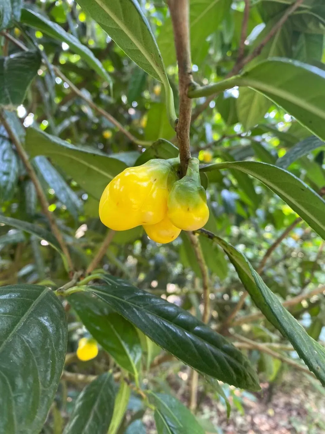 Golden Camellia Tea 1