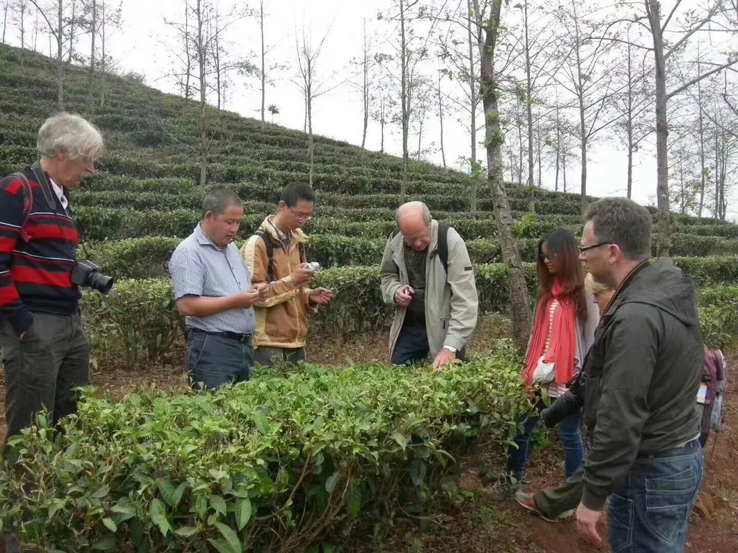Yunnan Raw Puerh Tea