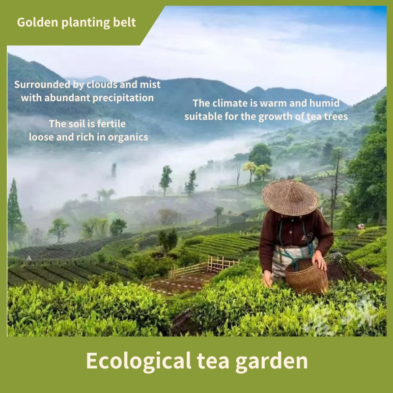 Fouramazingtea Organic Whitening Skin and Beauty Detox Herbal Skin Whitening Dried Jasmine Detox Flower Green Tea