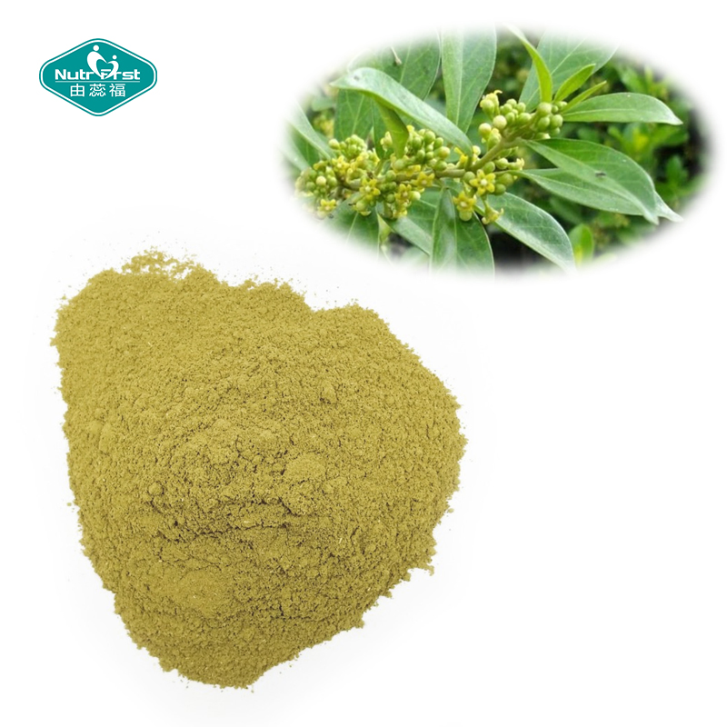 Herbal Plant Extract Gymnema Sylvestre Extract Saponins Powder for Blood Sugar Balance