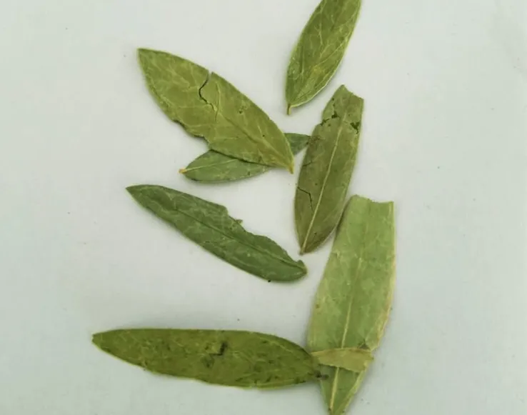 The Folium Sennae Herbal Tea 2