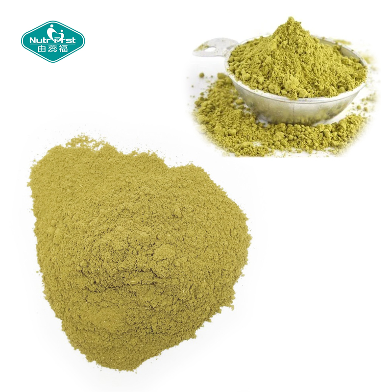 Herbal Plant Extract Gymnema Sylvestre Extract Saponins Powder for Blood Sugar Balance