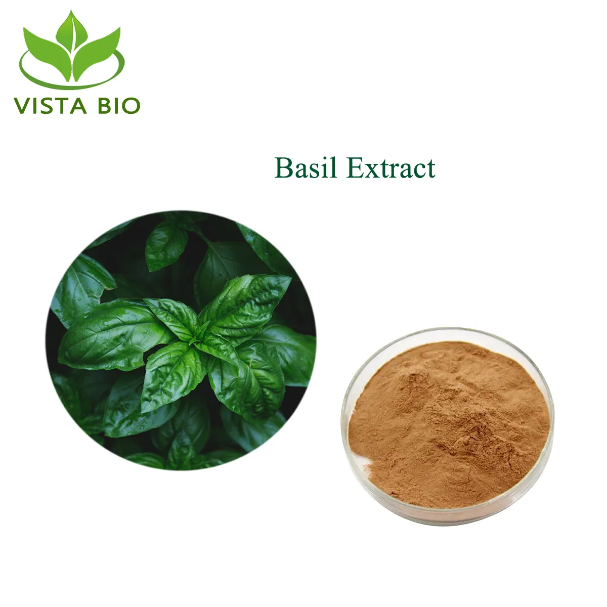 Factory Supply Herbal Extract Holy Basil Extract 4: 1~100: 1 Ocimum Sanctum Extract Powder