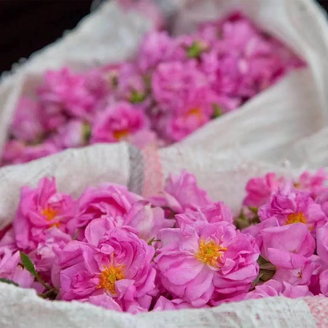 Organic Snow Plateau Beauty Dry Rose Herbal Tea Rose Bud Tea