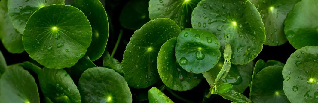 Natural Herbal Extract Banner