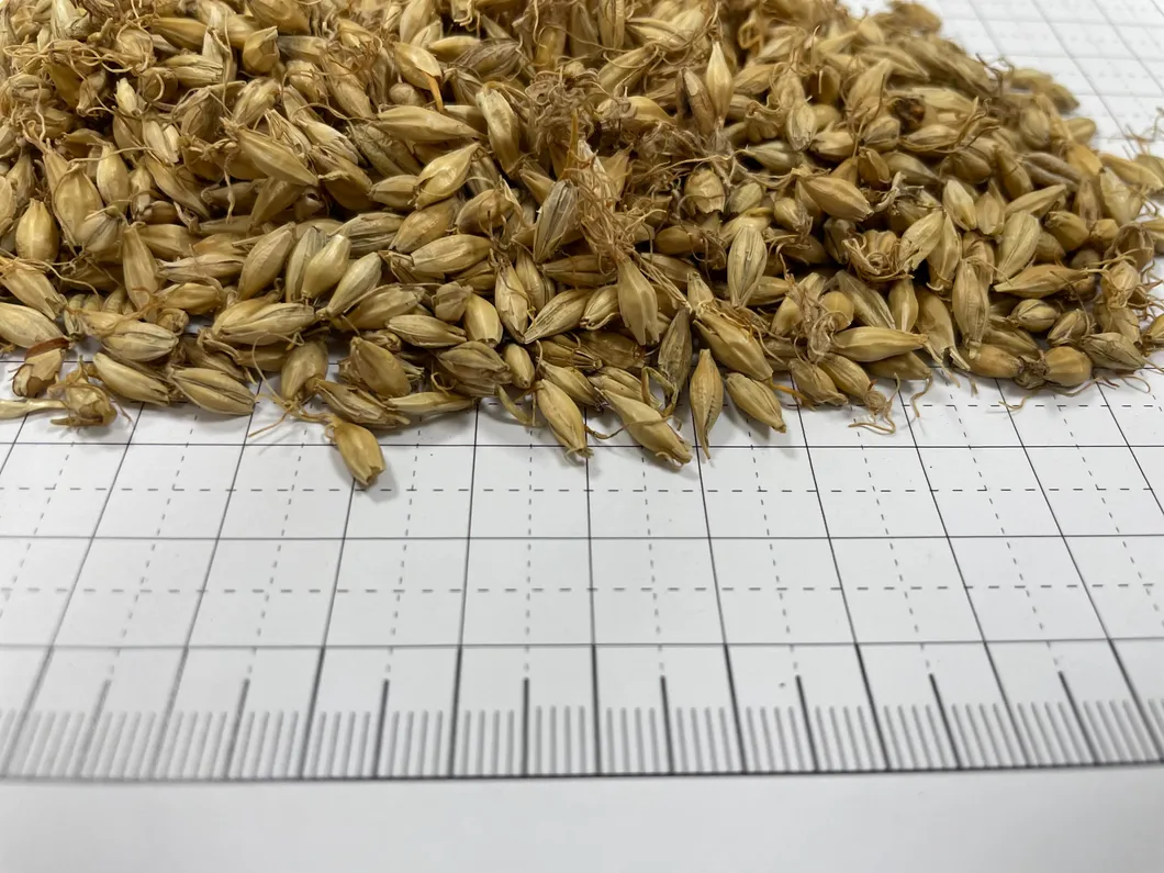 Hordei Fructus Germinatus