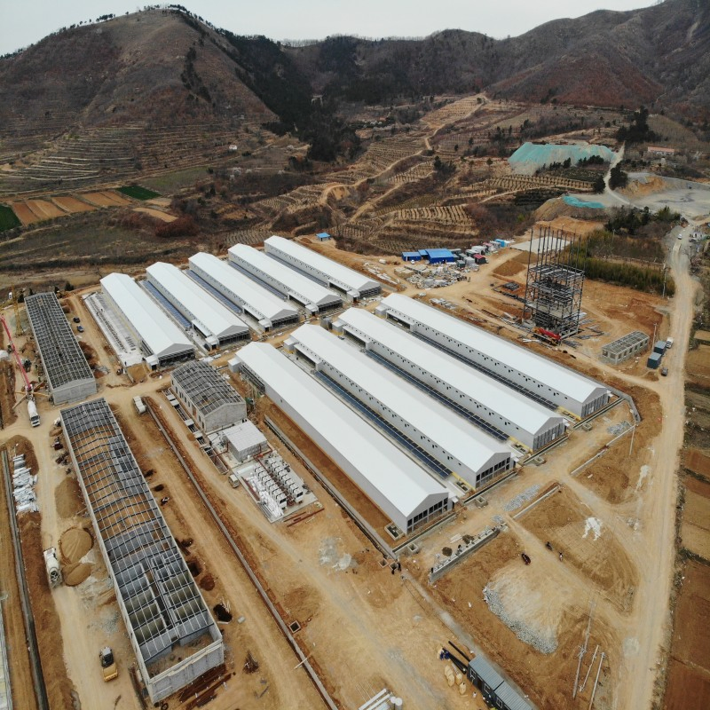 High-Strength Modular Steel Structure Building for Integrated Broiler Farming System