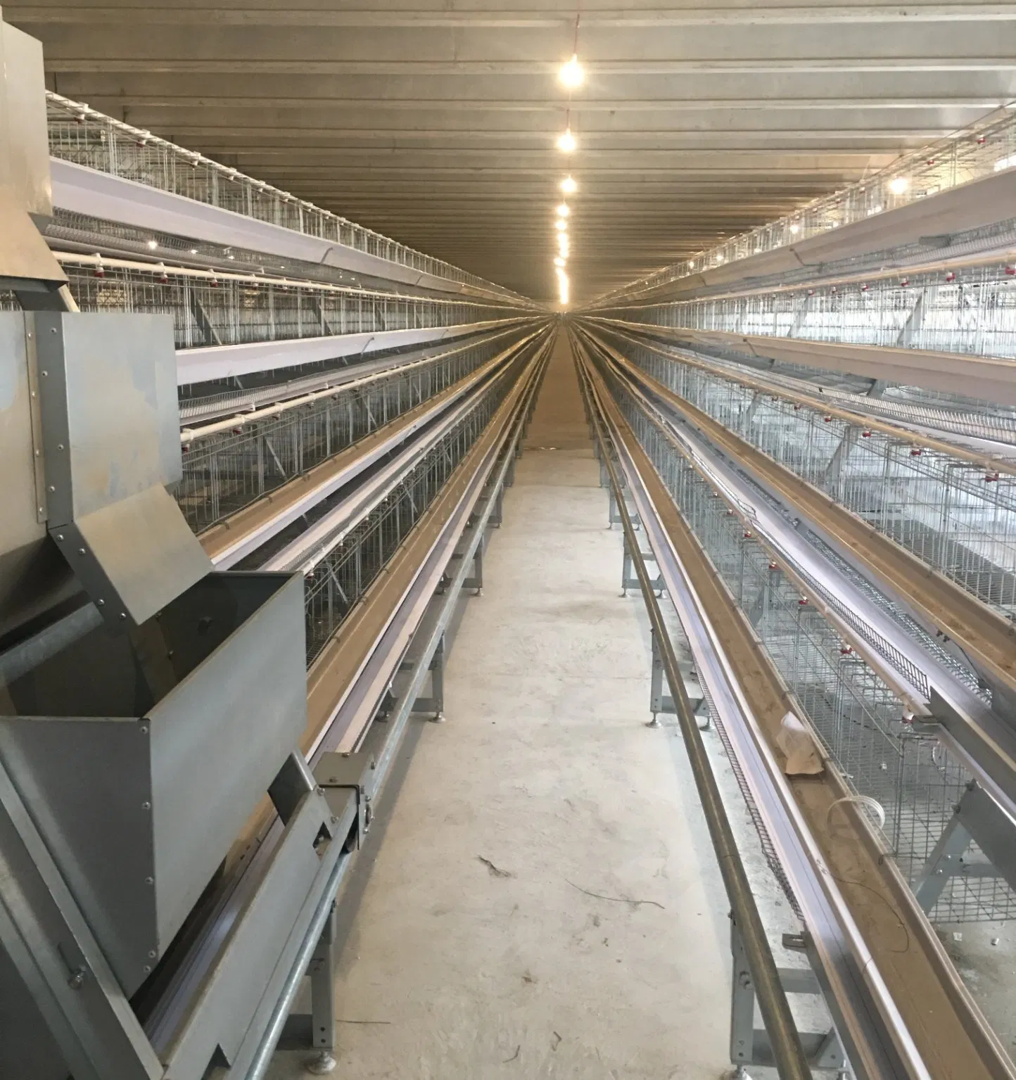 Layer Cage System with Automatic Feeding Machine System