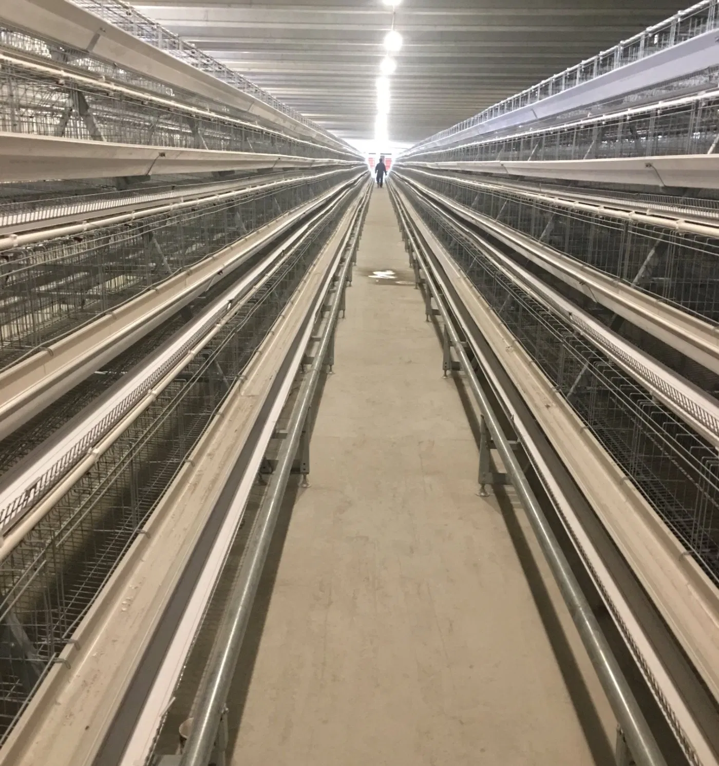 Layer Cage System with Automatic Feeding Machine System