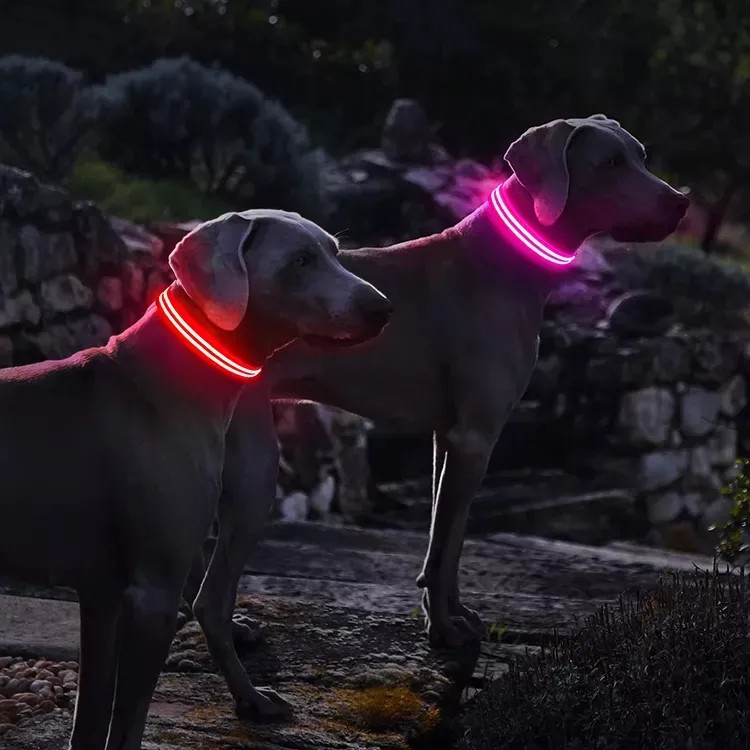 LED Collar 7