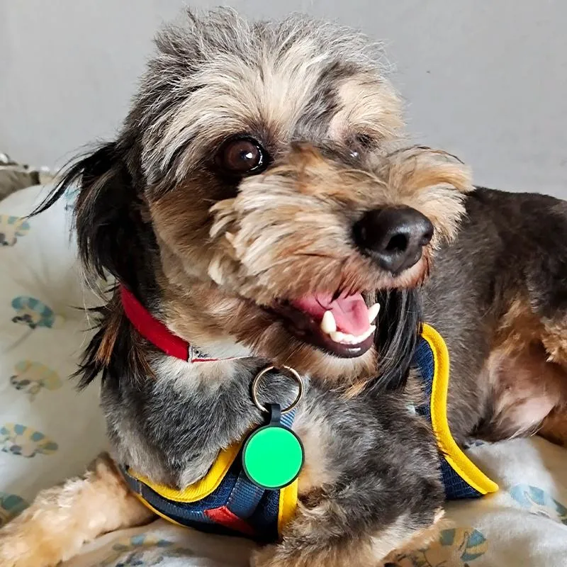 Silent Silicone Pet ID Tag 5