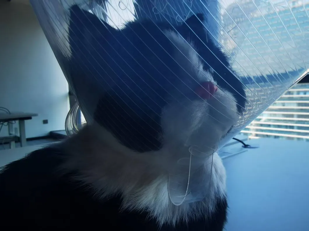 Elizabethan Collar Detail 6