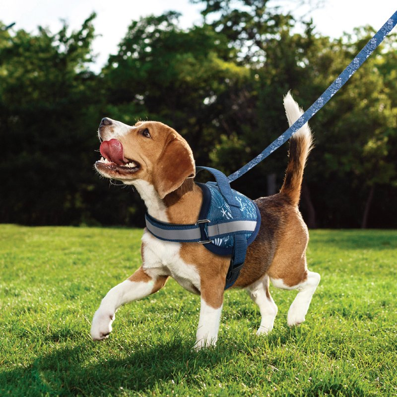 Rena Pet Printed Adorable Fashion Adjustable Reflective Polyester Collar Leash and Harness