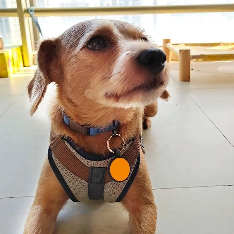 Silent Silicone Pet ID Tag 6