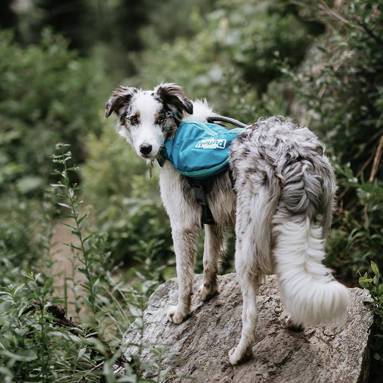 Durable Tactical Dog Harness with Versatile Backpack for Pets