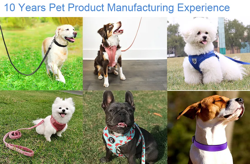 Dog Harness Set Overview