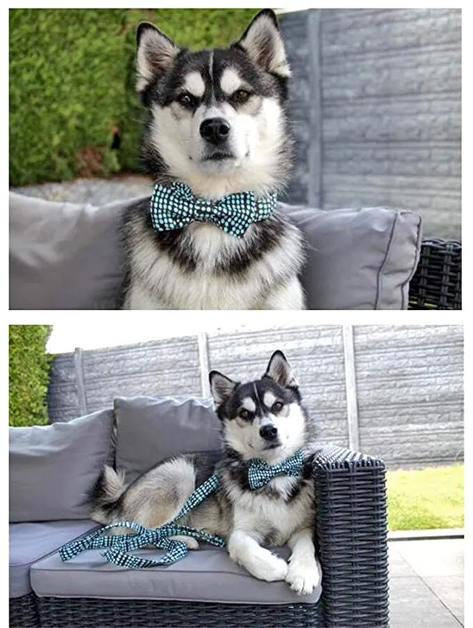 Adjustable Dog Collar Details