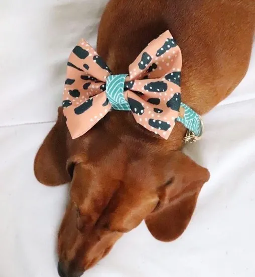 Pet Bowtie Display 5