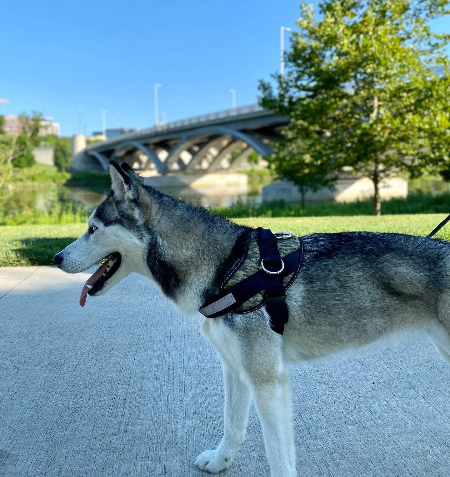 Pet Harness Adjustment