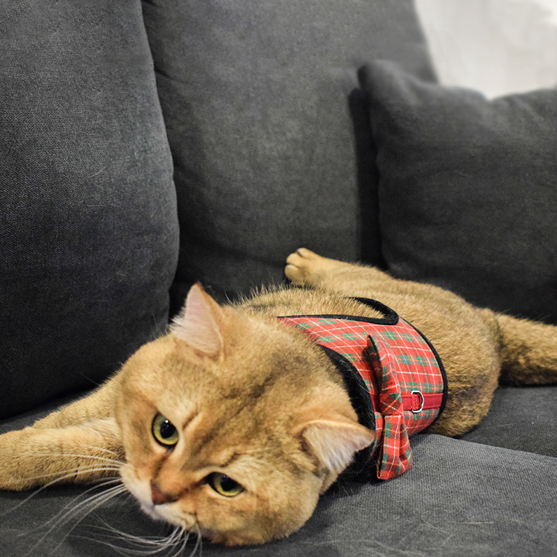 Adjustable Escape Proof Custom Pet Cat Jacket Harness and Leash Set Vest for Walking Kitten and Puppy