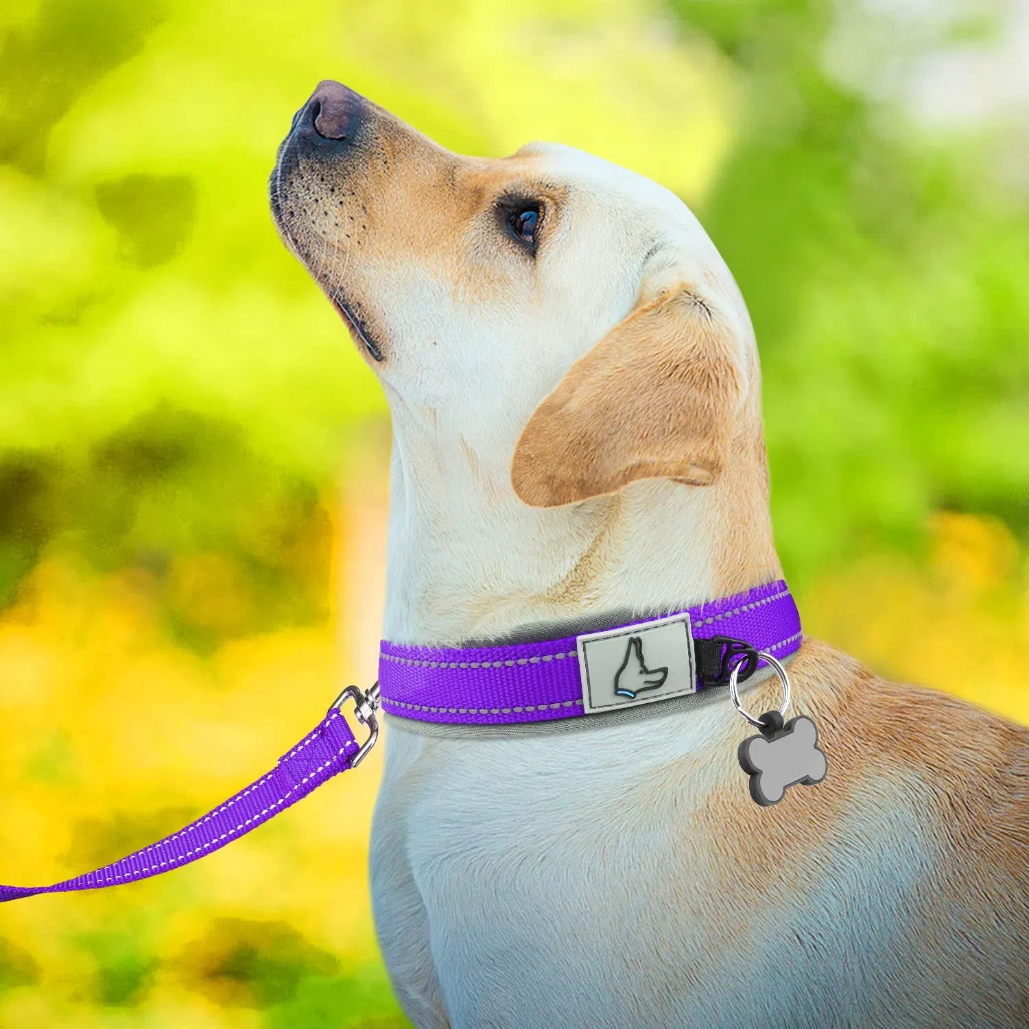 Durable Reflective Soft Padding Pet Collar with Multiple Colors