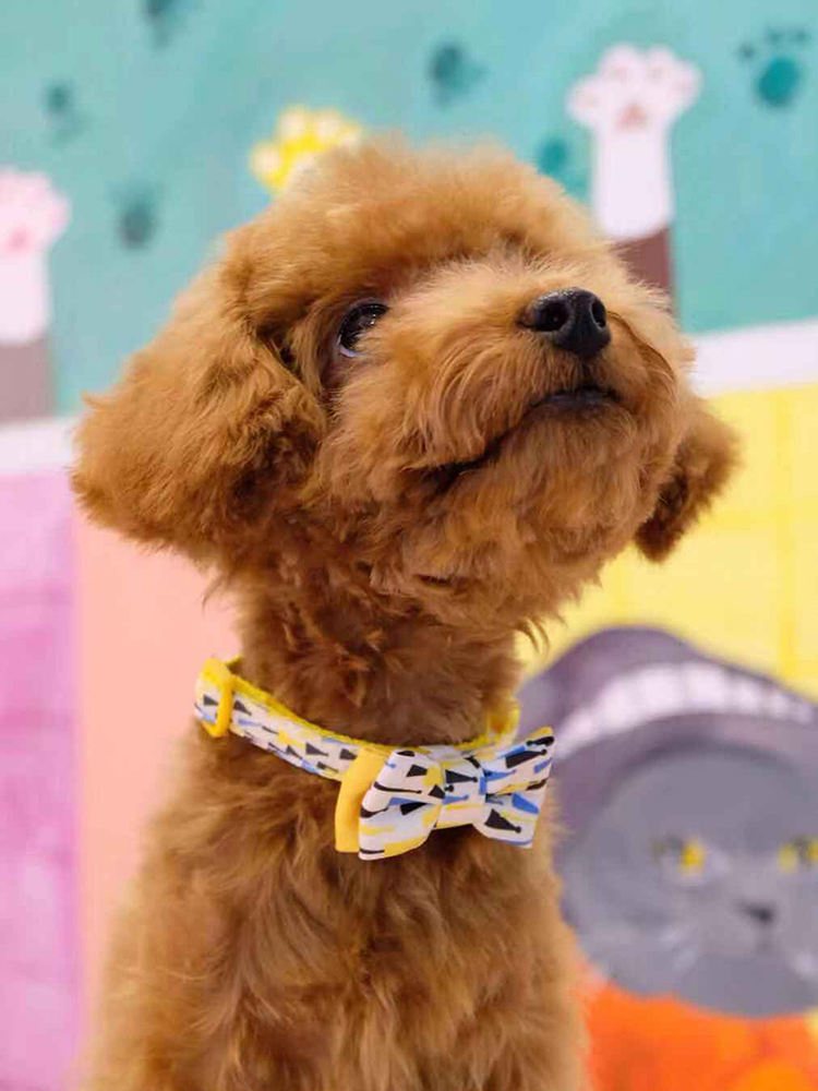Hot Sale Colorful Print Pet Cat Dog Bow Tie Accessories Small Dog Cat