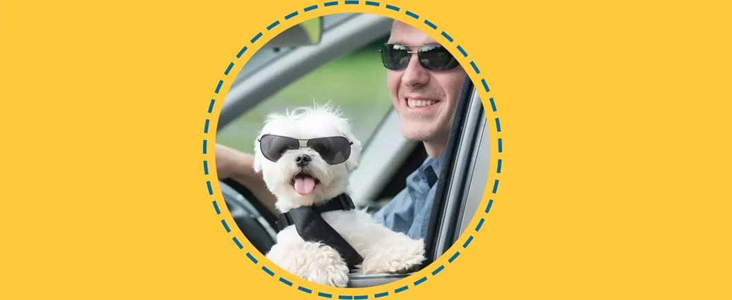 Pet Seat Belt Detail 2