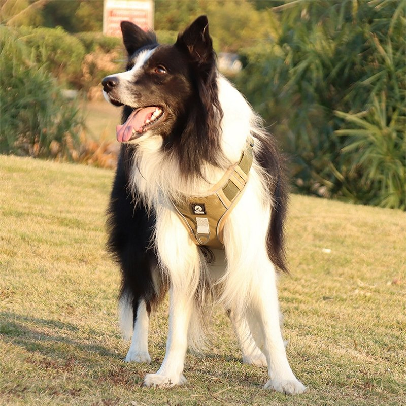 Durable Big Dog Chest and Back Strap for Outdoor Adventures