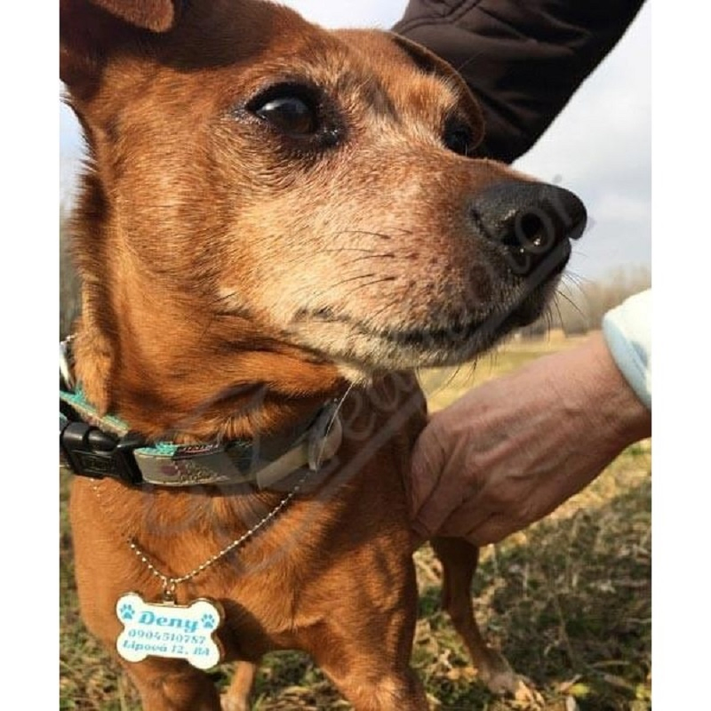 Custom Metal Printing Engraved Personalized Pet Dog Name ID Tag