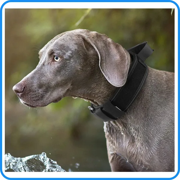 Dog Training Collar