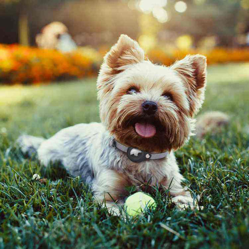 Adjustable Reflective Dog Cat Positioning Anti-Lost Locator Pet Collars (CFPTS25019)