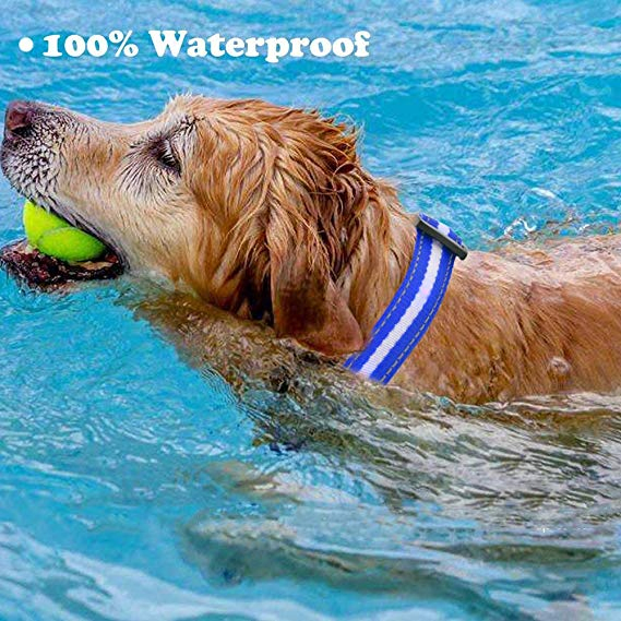 New Arrival LED Light-up Dog Collar Reflective Adjustable Pet Collars LED Product