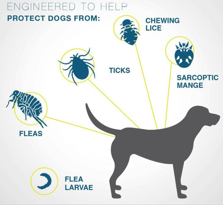 2023 Custom Printing Adjustable Pet Collars Flea Tick Cat and Dog Collar