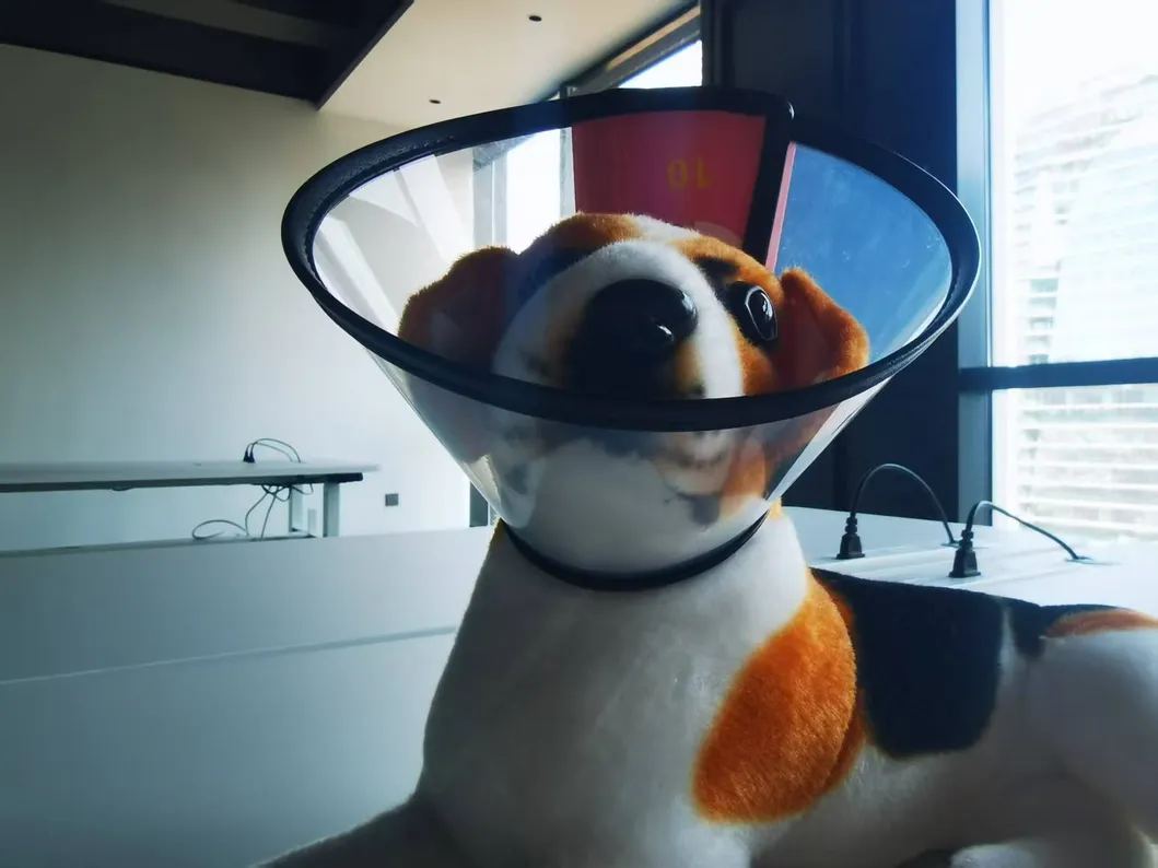 Elizabethan Collar Detail 7