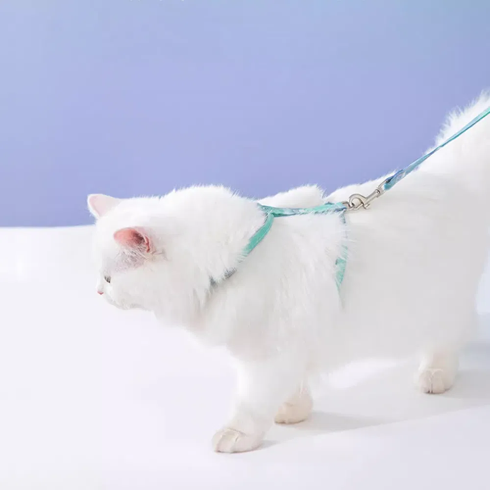 Comfort Fit Pet Collar and Leash Kit with Reflective Stride