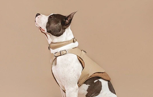 Dog Harness