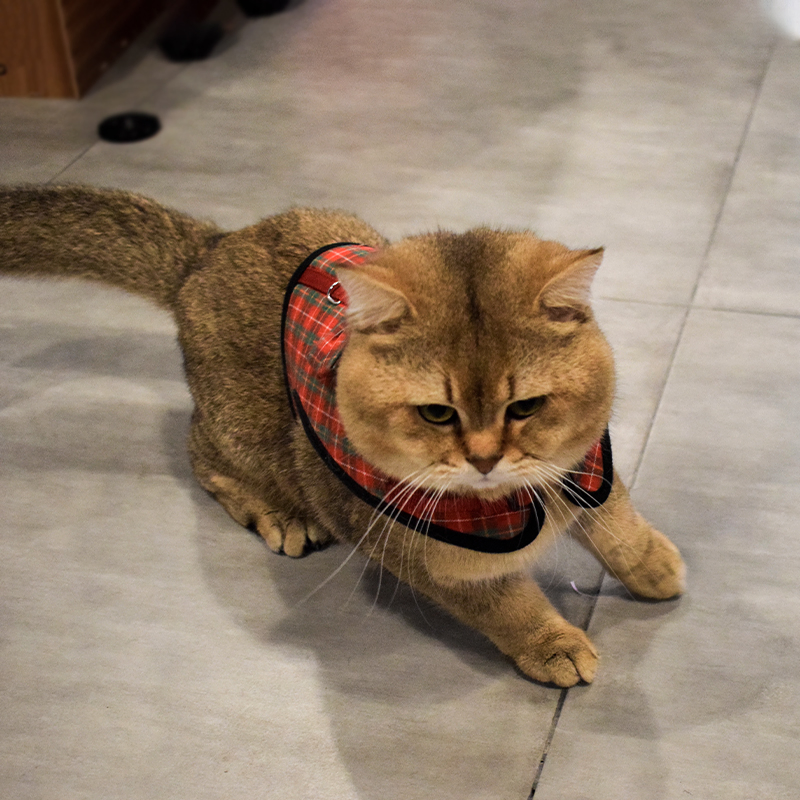 Adjustable Escape Proof Custom Pet Cat Jacket Harness and Leash Set Vest for Walking Kitten and Puppy