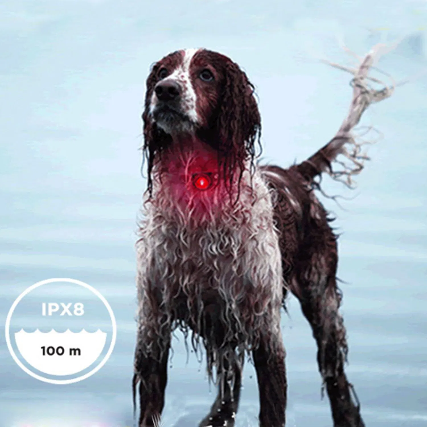 Clip-on Dog &amp; Cat Pet Collar LED Lights