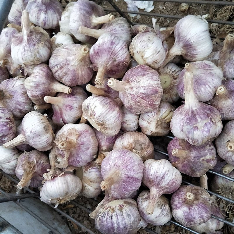 Advanced Cleaning Line Dust Removal Surface Purity Enhanced Normal Pure White/Red Fresh Garlic