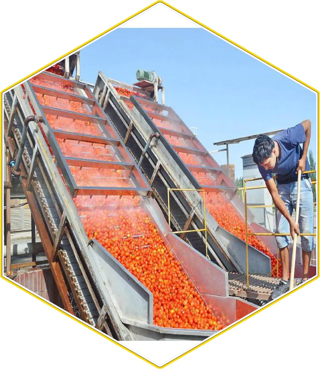 Fruits and Vegetables Conveying System/Chain and Flight Elevator