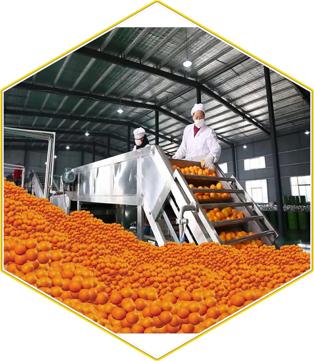 Fruits and Vegetables Conveying System/Chain and Flight Elevator