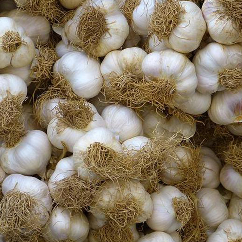 Advanced Cleaning Line Dust Removal Surface Purity Enhanced Normal Pure White/Red Fresh Garlic