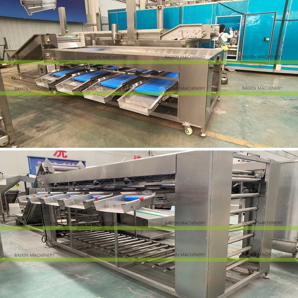 Automated Kohlrabi Peeling Machine for Pickling and Fermentation