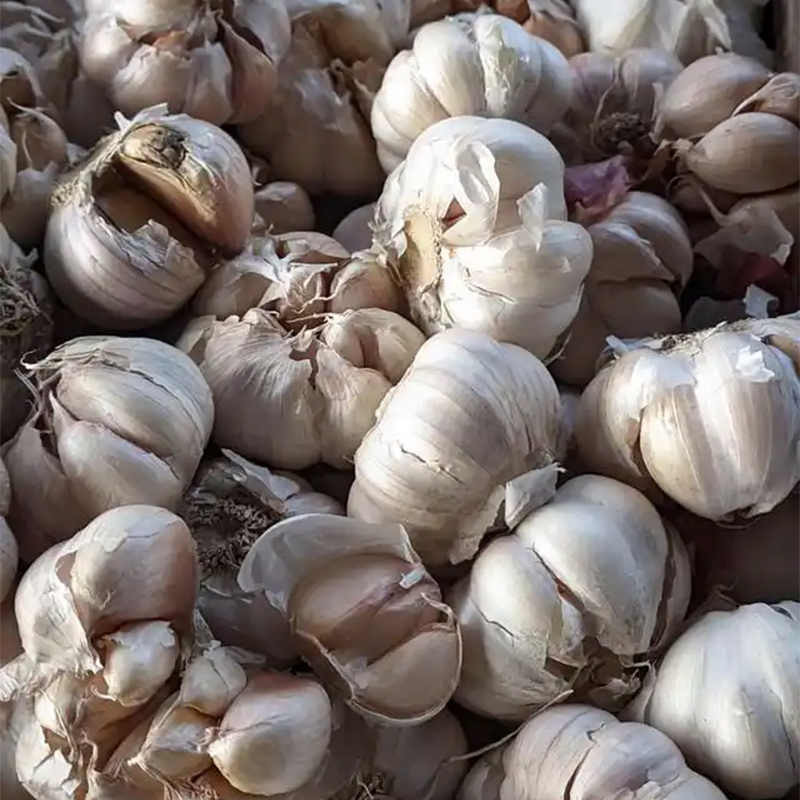 Hygienic Cleaning Line Dust Free Bulbs Standardized Normal Pure White/Red Fresh Garlic