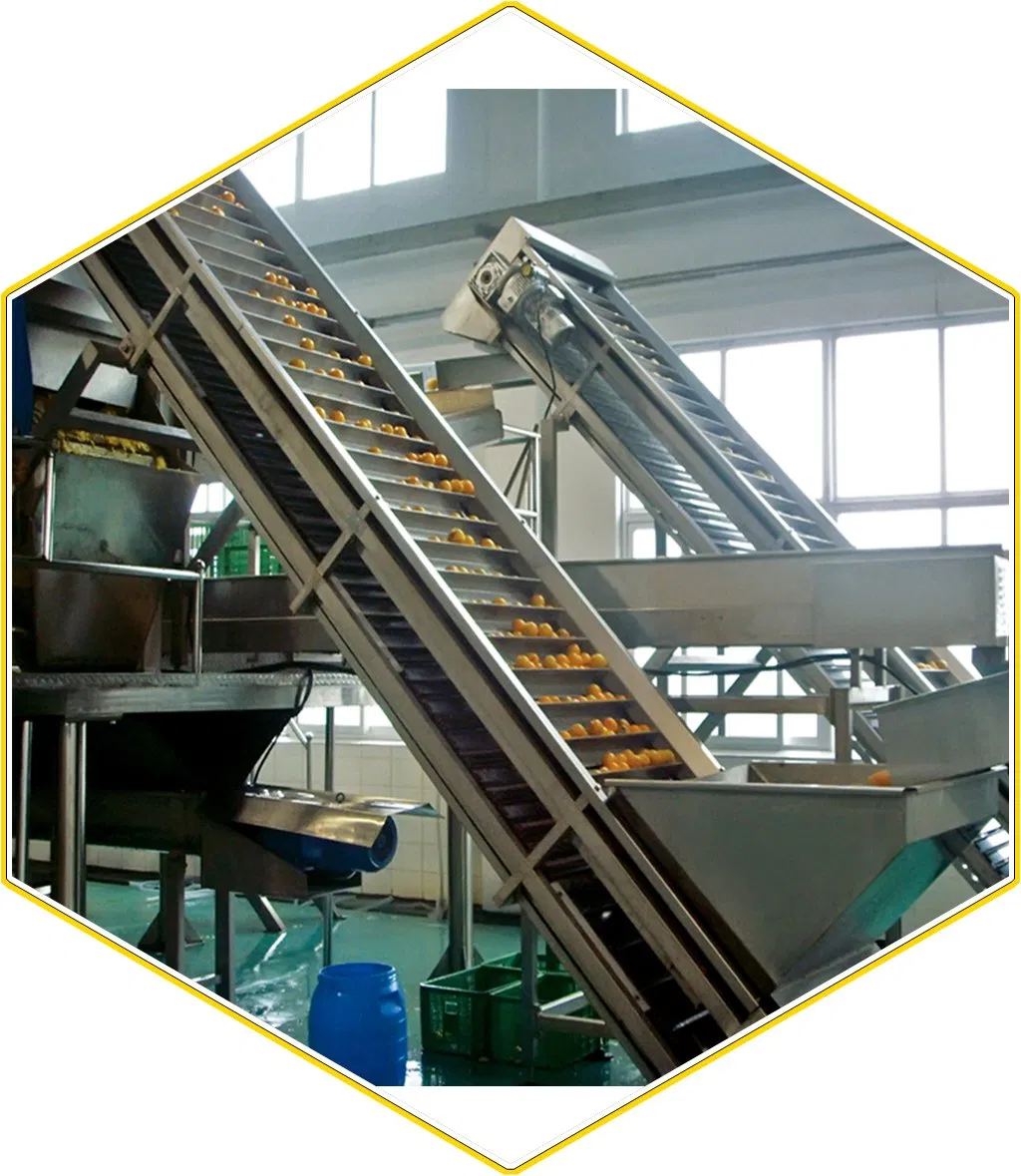 Fruits and Vegetables Conveying System/Chain and Flight Elevator