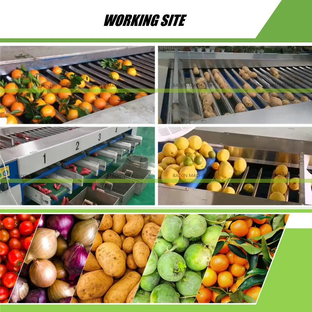 Automated Kohlrabi Peeling Machine for Pickling and Fermentation