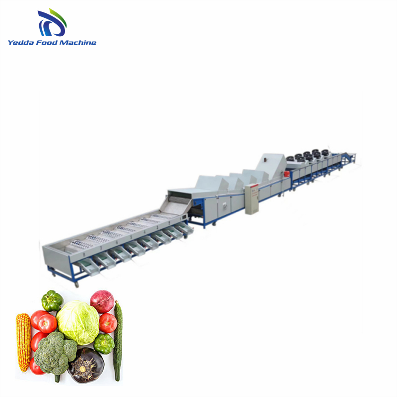 Advanced Fruit and Vegetable Washing and Sorting System for Efficient Processing