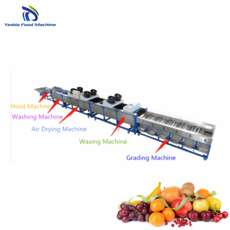 Automated Papaya Sorting and Grading System