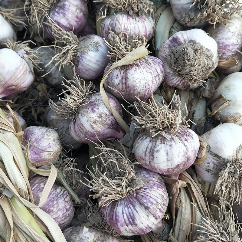 Efficient Packing Line Fast Processing High Output Capacity Normal Pure White/Red Fresh Garlic