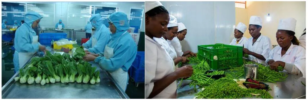 Full Processing Line